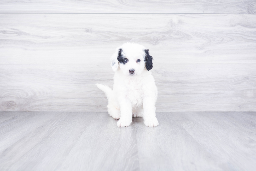 Fluffy Mini Bernedoodle Poodle Mix Pup