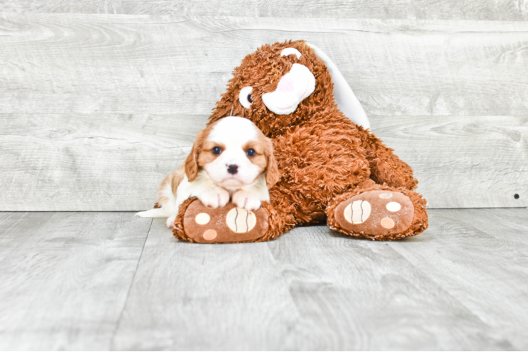 Energetic Cavalier King Charles Spaniel Purebred Puppy