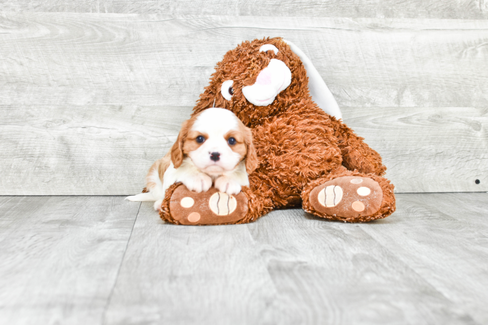 Energetic Cavalier King Charles Spaniel Purebred Puppy