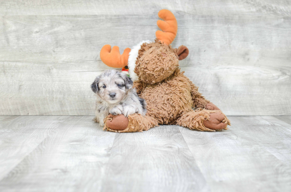 Best Mini Aussiedoodle Baby