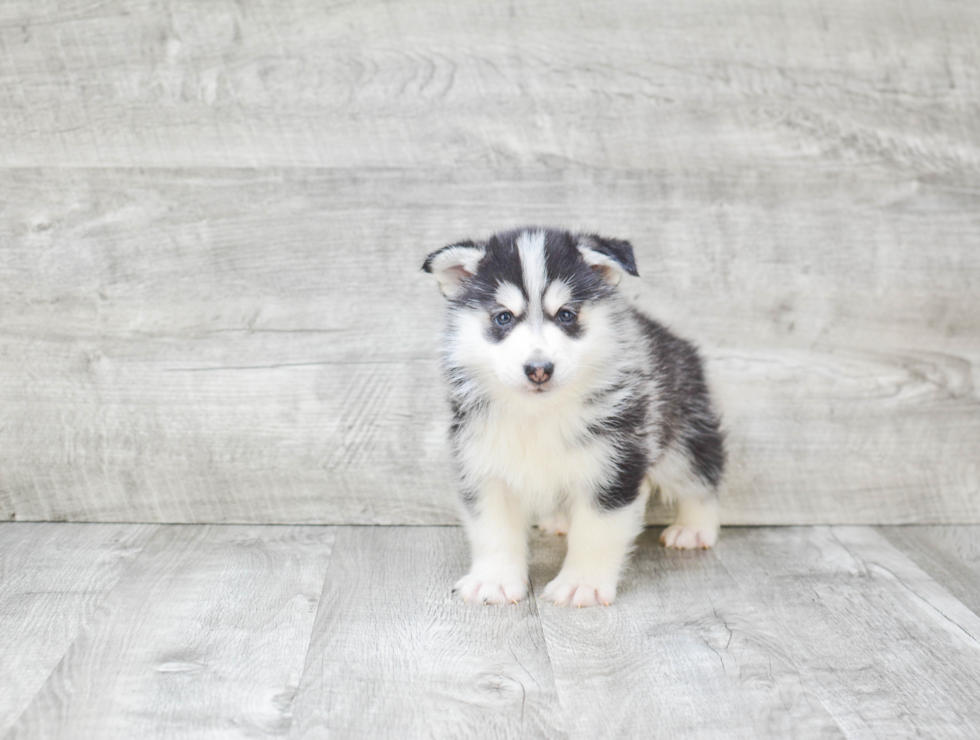 Best Pomsky Baby