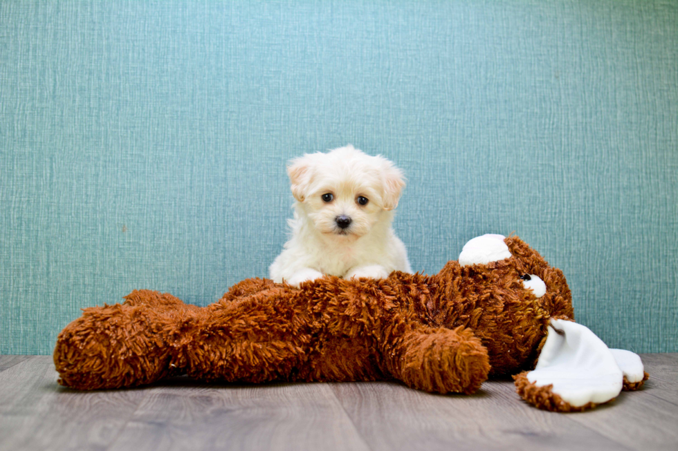 Hypoallergenic Maltepoo Poodle Mix Puppy