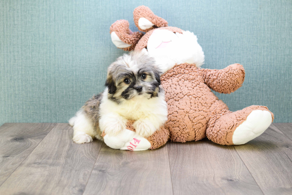 Havanese Pup Being Cute