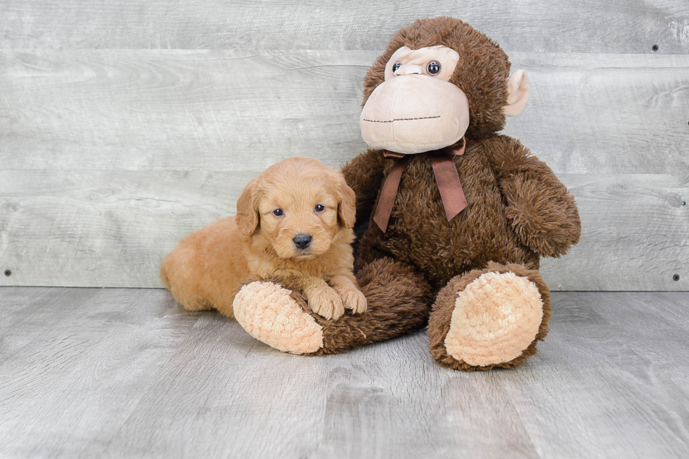 Mini Goldendoodle Puppy for Adoption