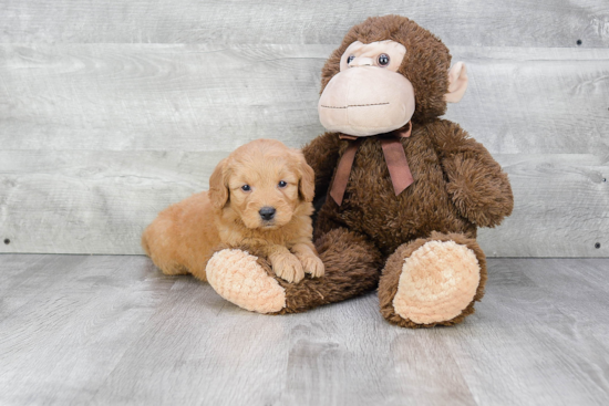 Mini Goldendoodle Puppy for Adoption