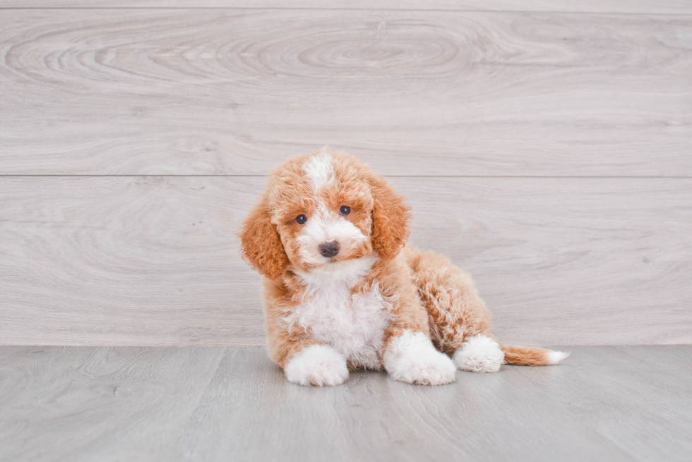 Best Mini Goldendoodle Baby