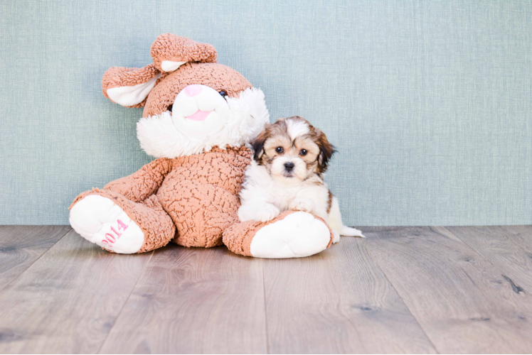 Happy Teddy Bear Baby