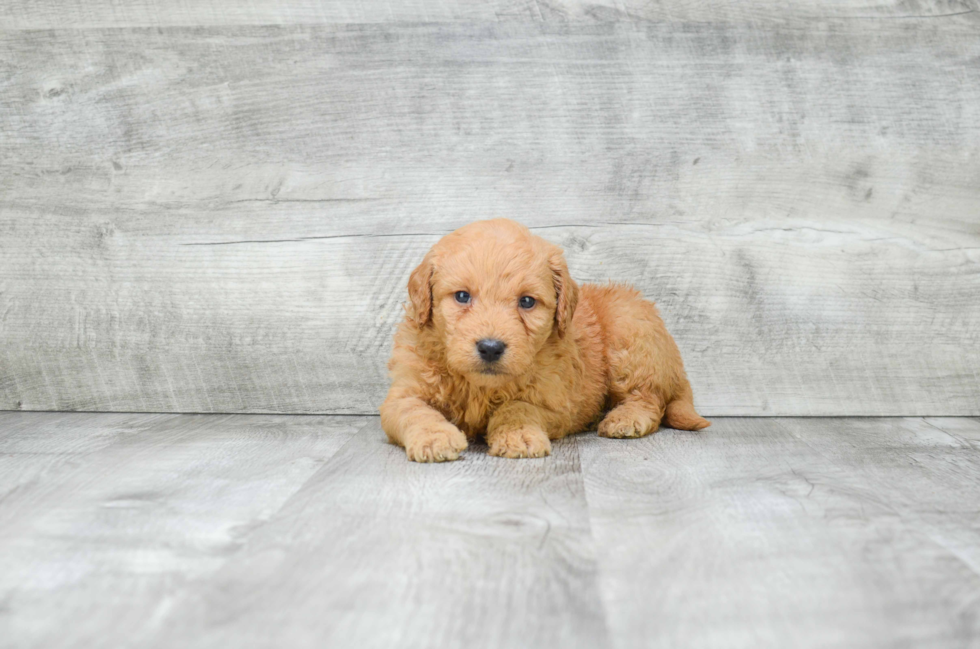 Best Mini Goldendoodle Baby