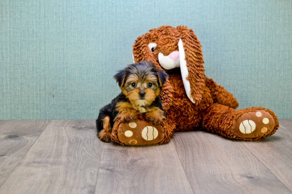 Energetic Yorkie Designer Puppy