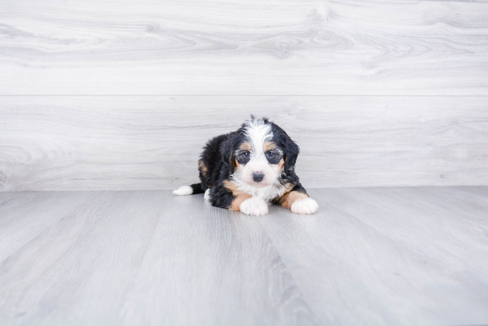 Mini Bernedoodle Puppy for Adoption