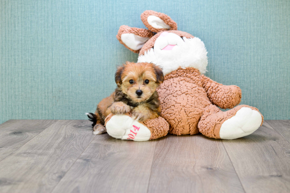 Little Yorkie Designer Puppy