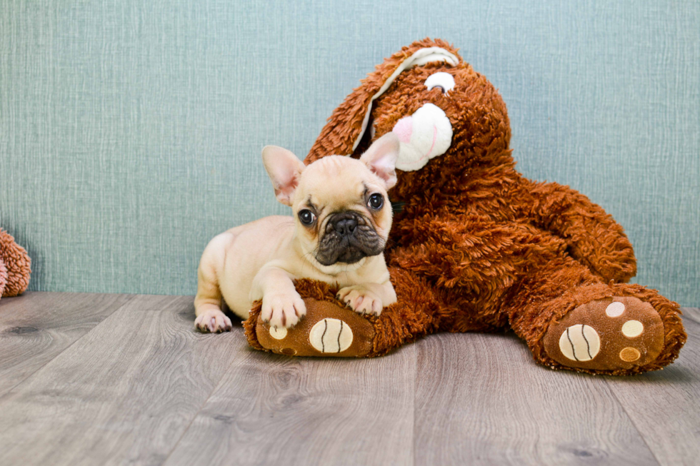 Best French Bulldog Baby