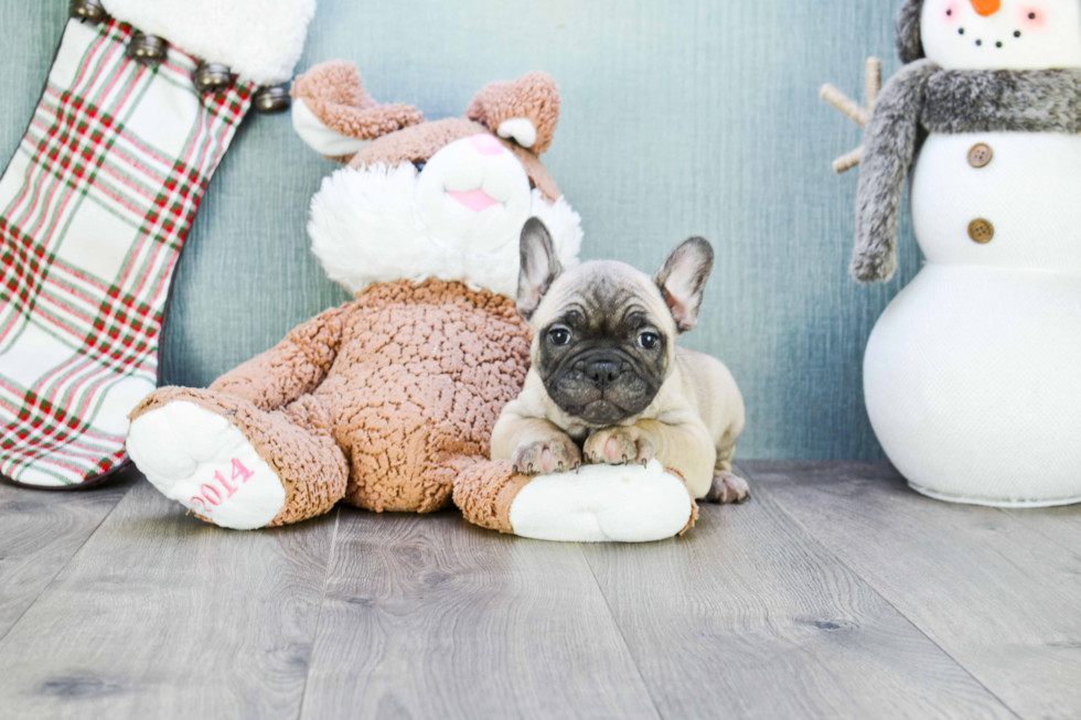 Cute Frenchie Purebred Puppy