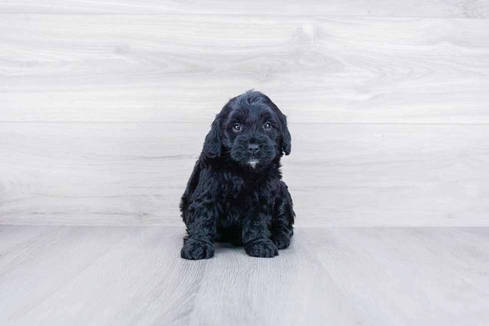 Mini Goldendoodle Puppy for Adoption