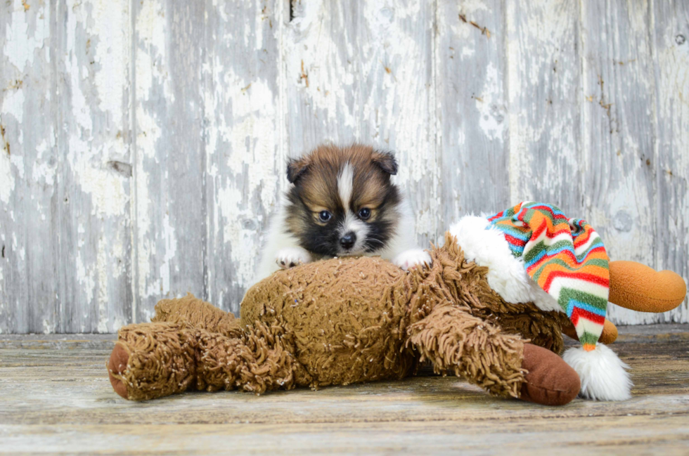 Happy Pomeranian Purebred Puppy