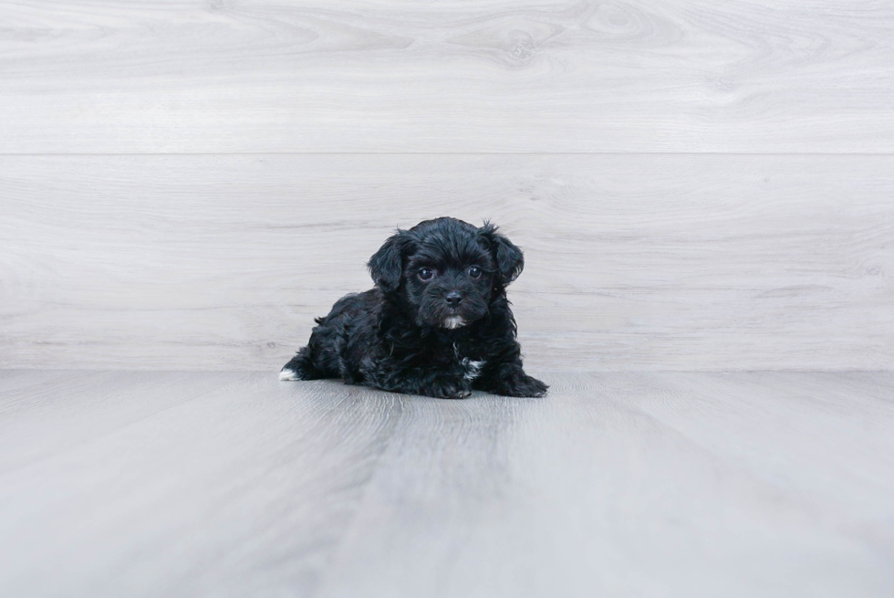 Small Havanese Purebred Pup