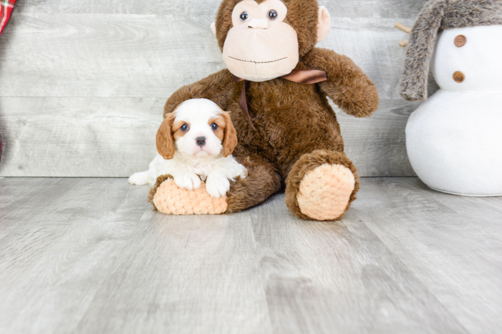 Little Cavalier King Charles Spaniel Baby