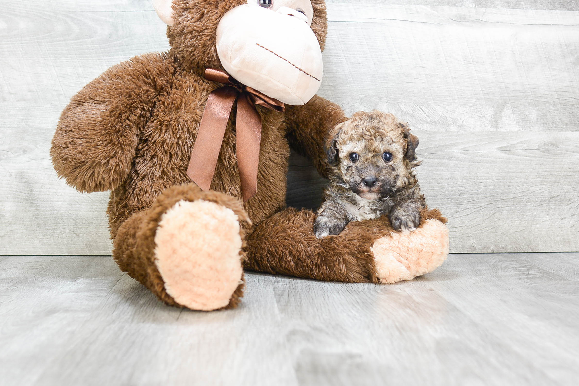 Poodle Puppy for Adoption