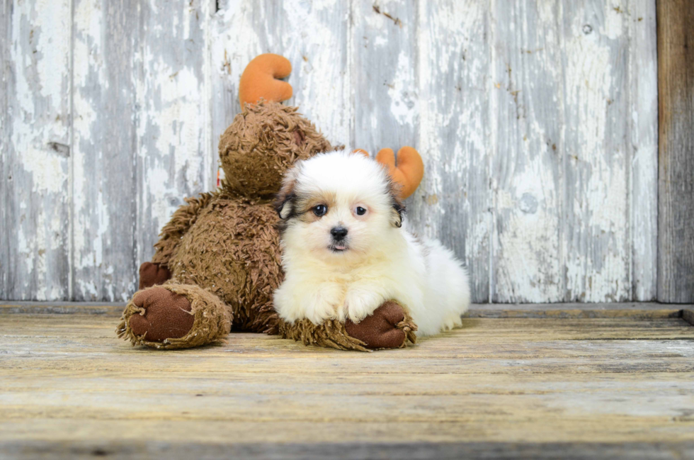 Teddy Bear Pup Being Cute