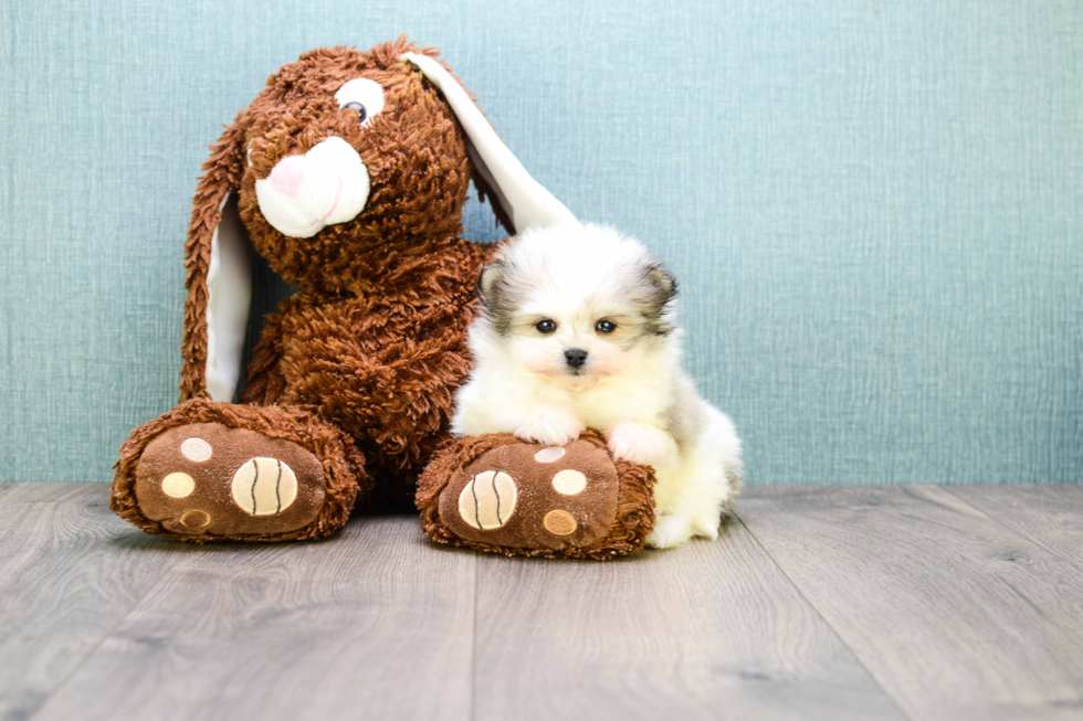 Hypoallergenic Maltipom Designer Puppy