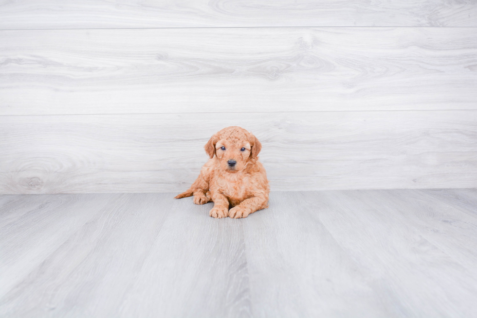 Fluffy Mini Goldendoodle Poodle Mix Pup