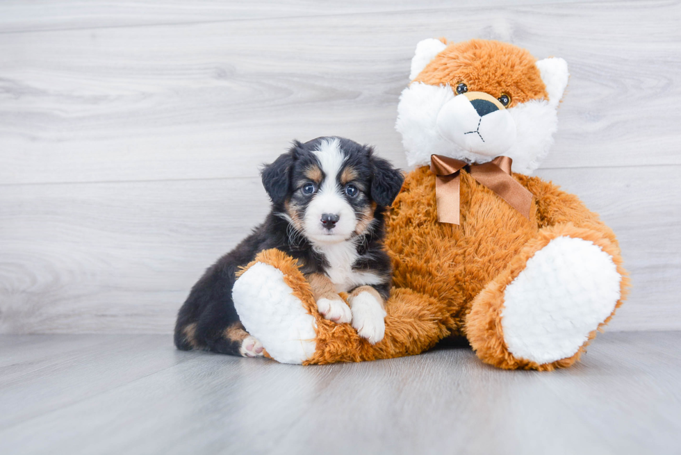 Happy Mini Aussiedoodle Baby