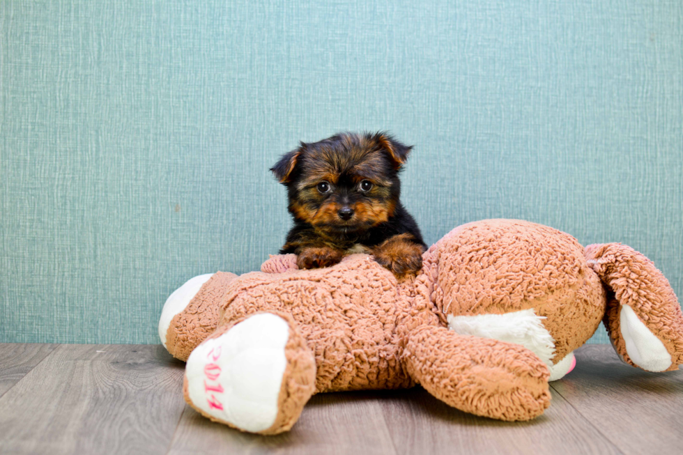 Meet Izzie - our Yorkshire Terrier Puppy Photo 