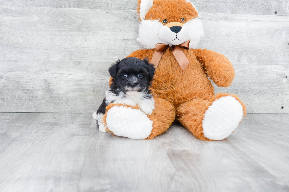 Havanese Pup Being Cute