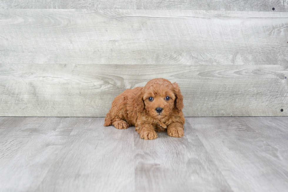 Cavapoo Puppy for Adoption