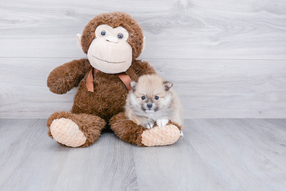 Pomeranian Pup Being Cute