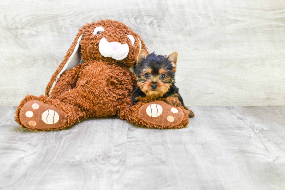 Meet Ronaldo - our Yorkshire Terrier Puppy Photo 