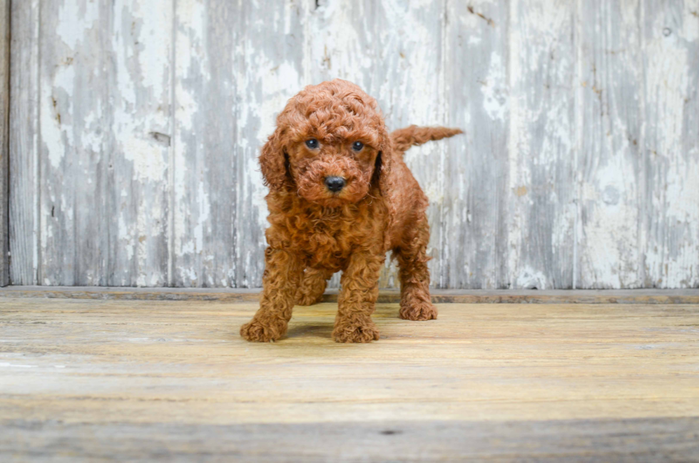 Popular Mini Goldendoodle Poodle Mix Pup