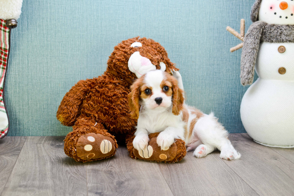 Cavalier King Charles Spaniel Puppy for Adoption