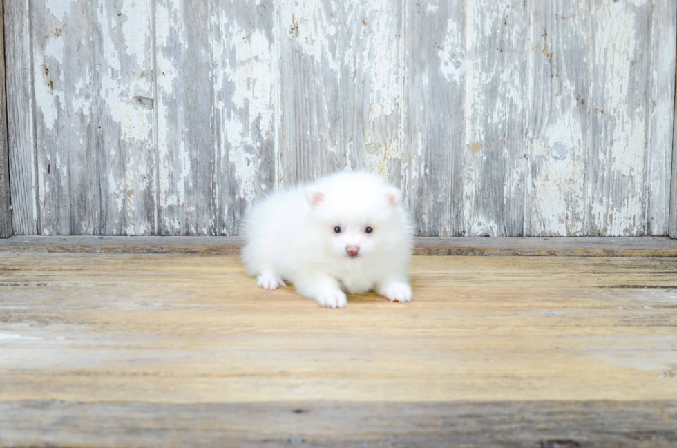 Sweet Pomeranian Purebred Puppy