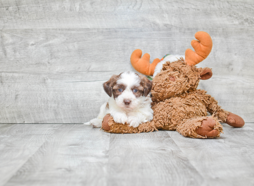 Happy Teddy Bear Baby