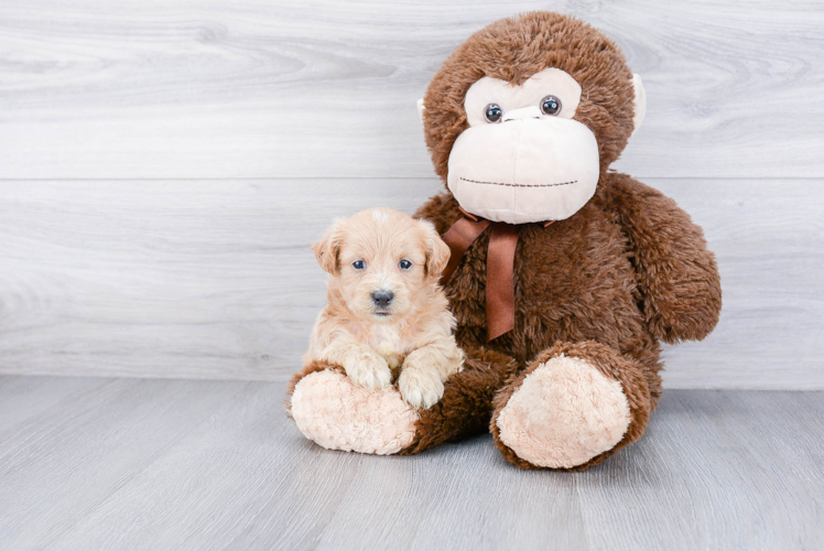 Fluffy Maltipoo Poodle Mix Pup