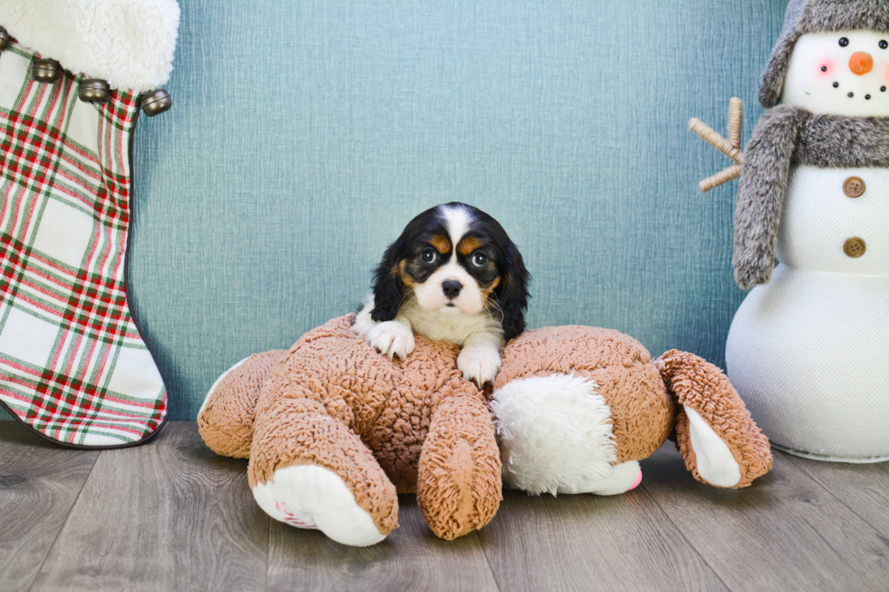 Cavalier King Charles Spaniel Puppy for Adoption