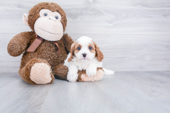 Happy Cavapoo Baby