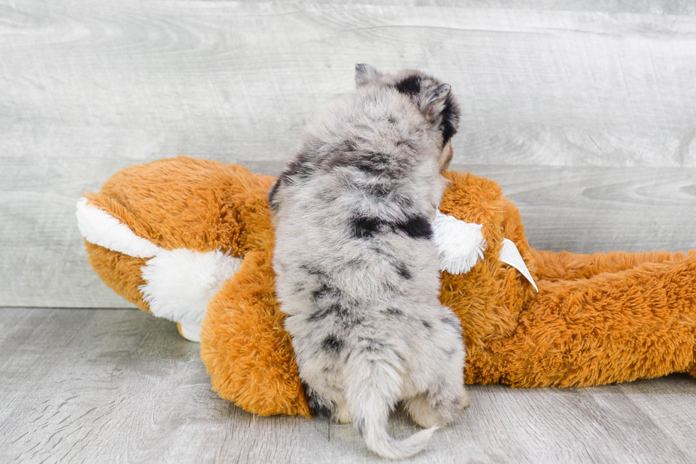 Pomsky Pup Being Cute