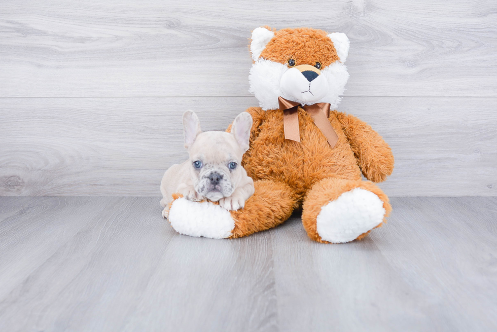 Best French Bulldog Baby