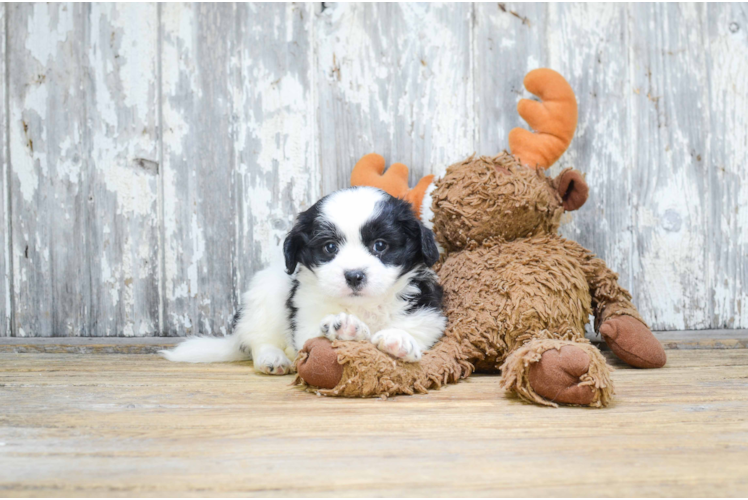 Teddy Bear Puppy for Adoption