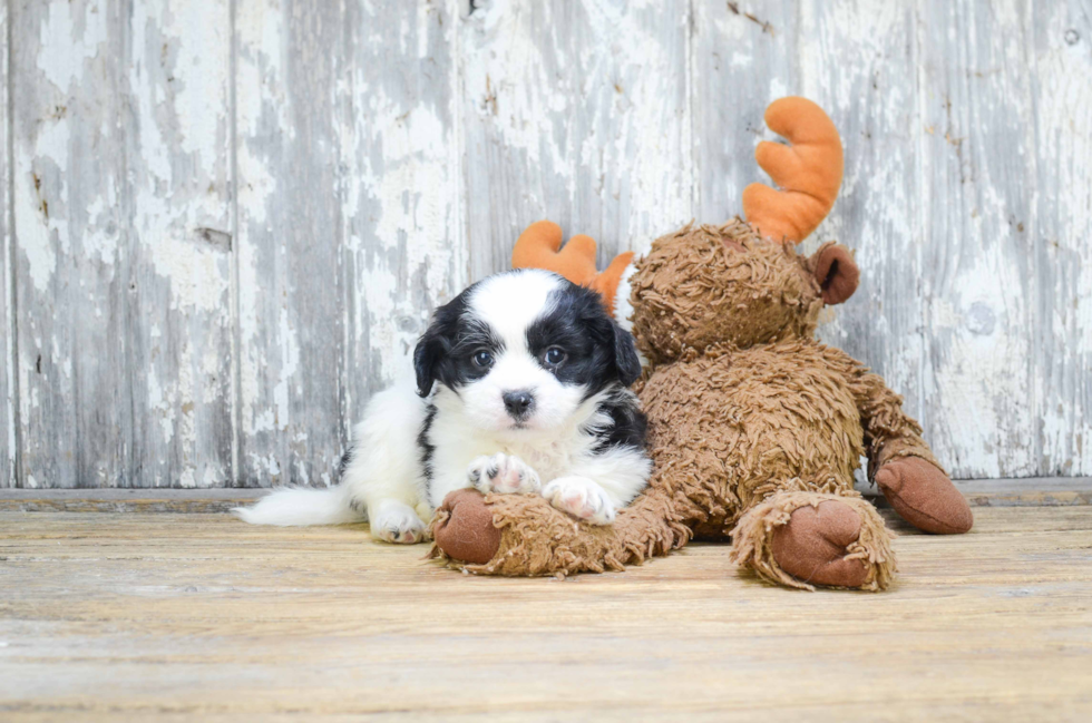 Teddy Bear Puppy for Adoption