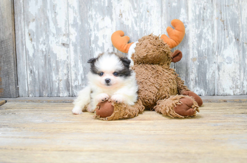 Hypoallergenic Pomeranian Purebred Pup