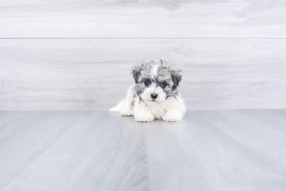 Havanese Puppy for Adoption