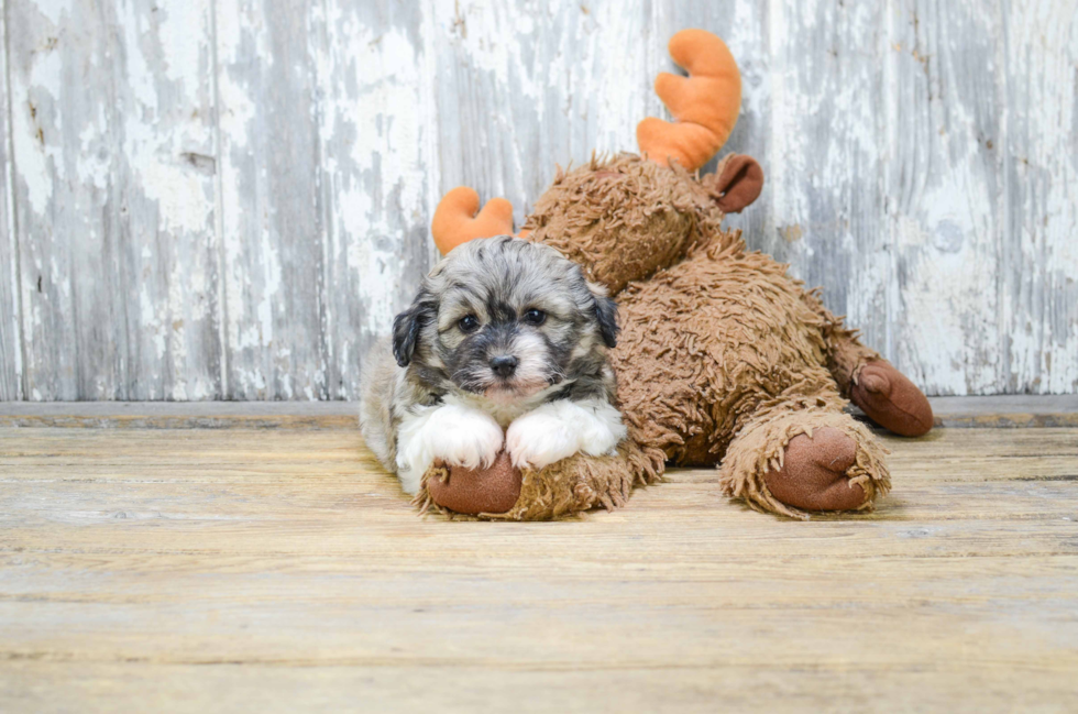 Teddy Bear Puppy for Adoption