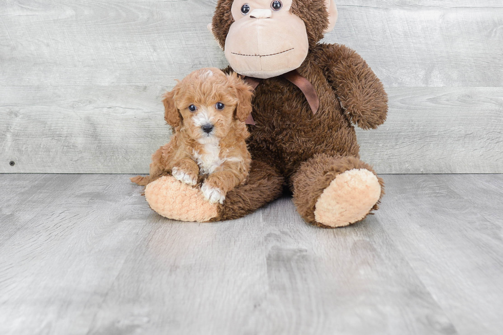 Best Cavapoo Baby