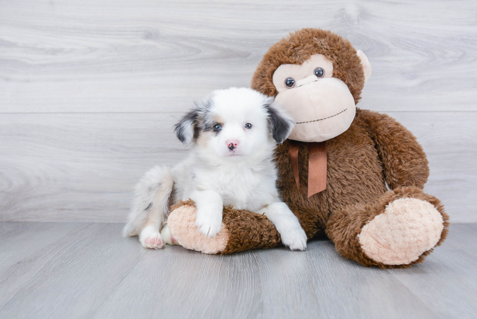 Mini Aussiedoodle Puppy for Adoption