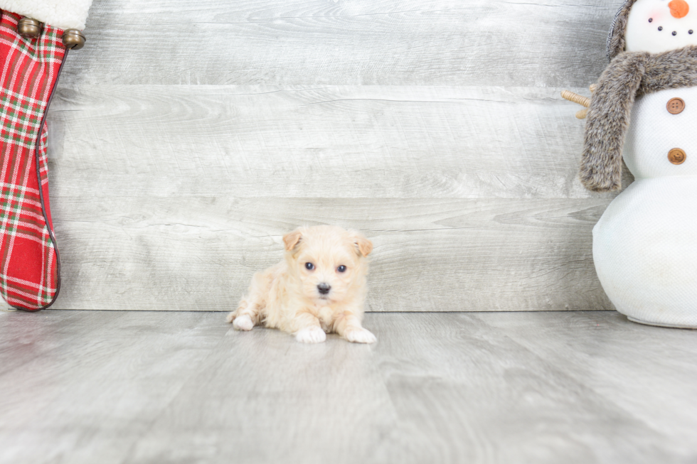 Maltipoo Pup Being Cute