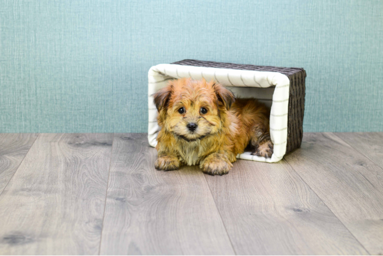 Funny Morkie Designer Pup