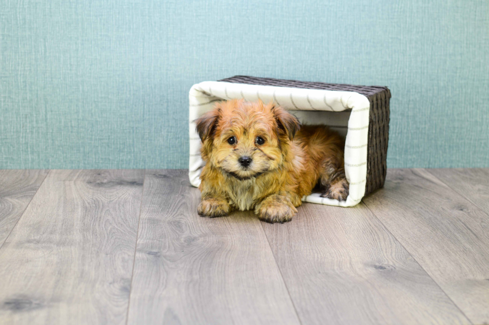 Funny Morkie Designer Pup